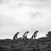 Merveilles de la nature en Amérique du Sud